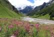 Best Time to Visit Valley of Flowers National Park
