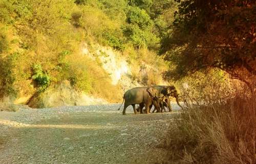 Chilla Rajaji National Park Tour Package From Haridwar