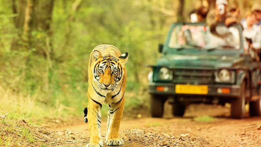 Wildlife Jeep Safari Camping And River Rafting Package In Rishikesh