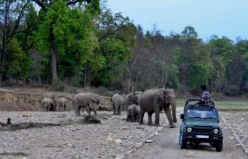 Jeep Safari In Rajaji National Park