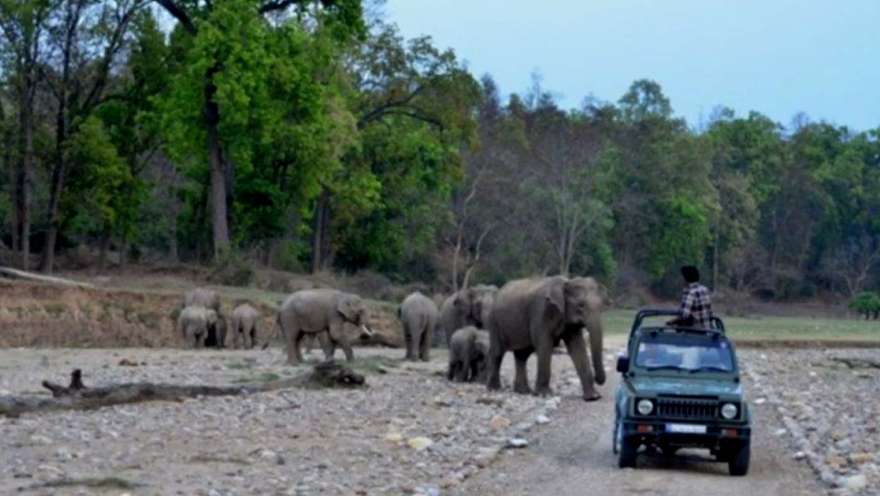 Jeep Safari In Rajaji National Park
